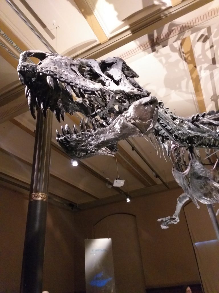 Tyrannosaurus rex - Museu de História Natural de Berlim - Museum für Naturkunde 