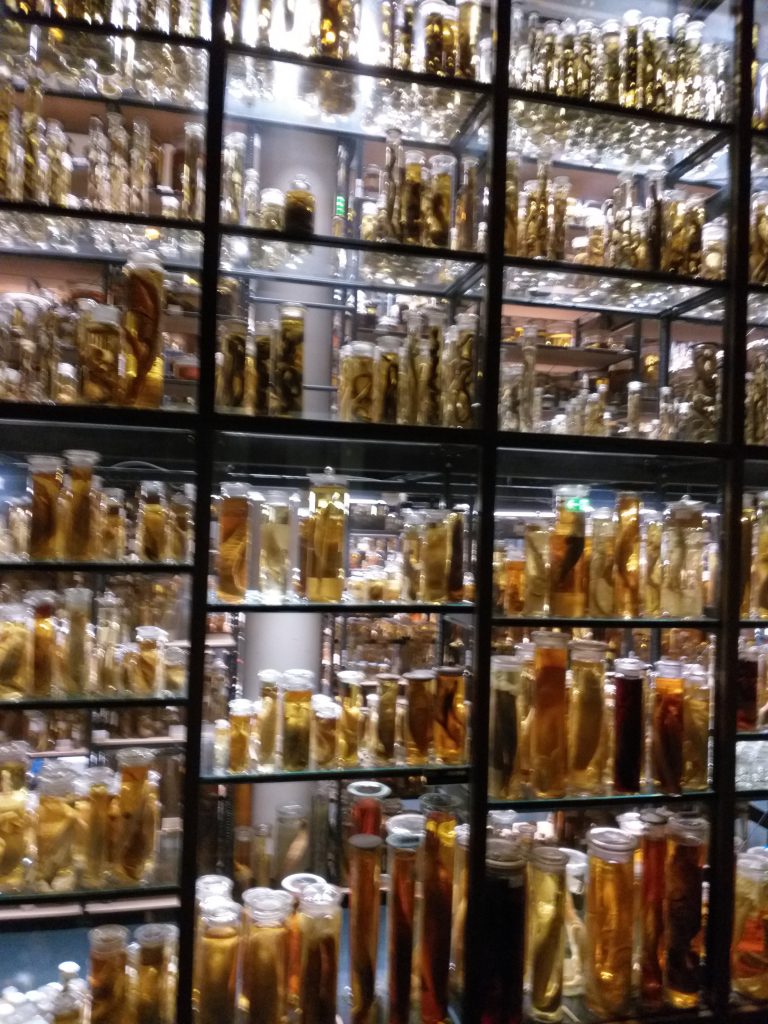 Museu de História Natural de Berlin - Museum für Naturkunde 