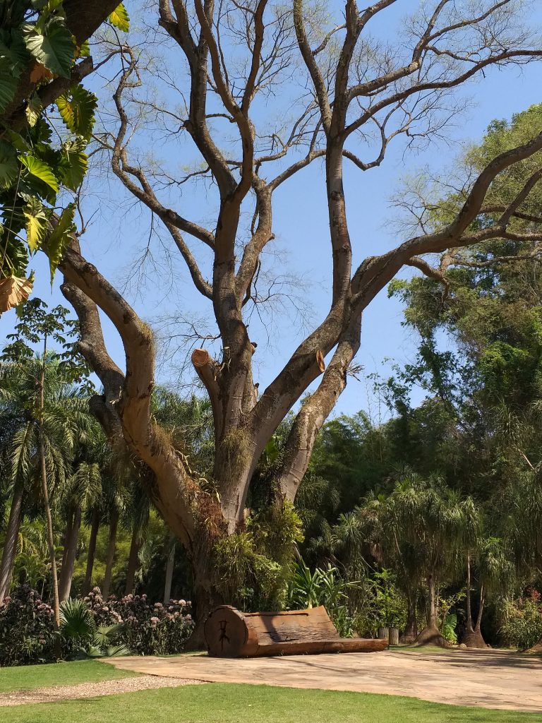 Tamboril - Inhotim 