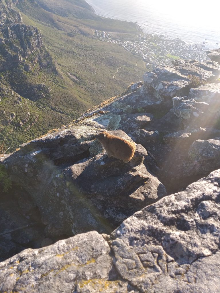 Rock Hyrax ou Dassie - Table Mountain - Cidade do Cabo - África do Sul