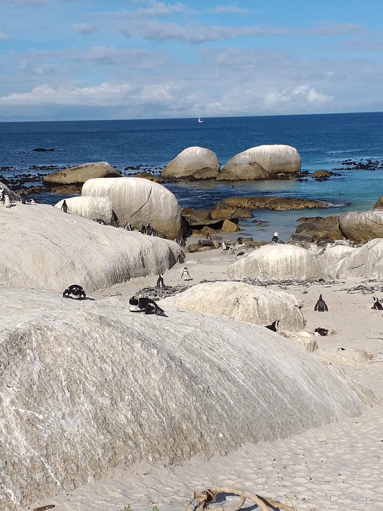 Boulders Beach - Cidade do Cabo - África do Sul