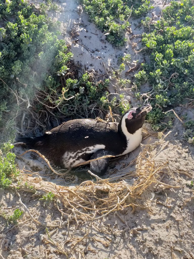 Pinguim chocando - Boulders Beach - Cidade do Cabo - África do Sul