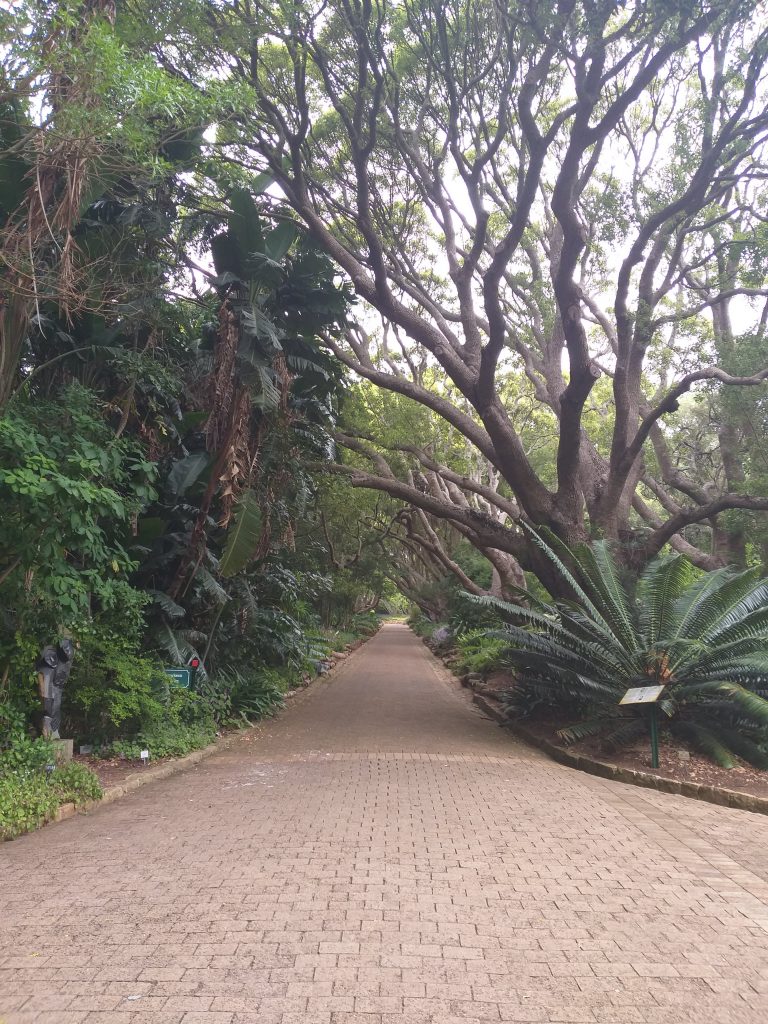 Kirstenbosch Garden - Cidade do Cabo - África do Sul